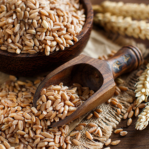 Wheat